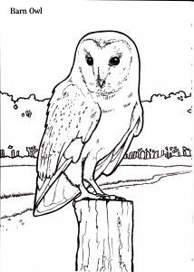 barn owl