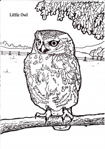 little owl