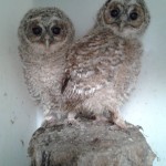 Tawny Owls 18 May 2014