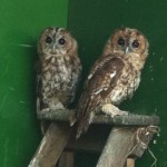 Tawny Owls 30 July 2014