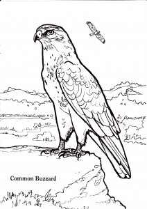 common-buzzard