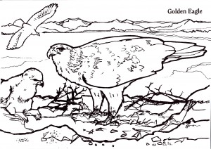 golden-eagle