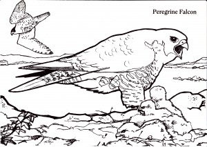 peregrine